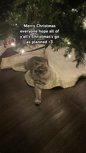 MERRY CHRISTMAS!!!🎄 🎄 🔴 #christmas #xmas #christmascountdown #christmastree #fyp #shorts