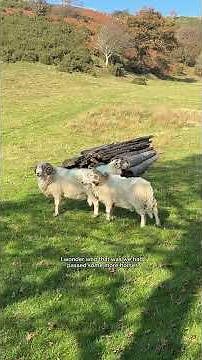 Hiking the Snowdonia Way - Day 7 🏴󠁧󠁢󠁷󠁬󠁳󠁿