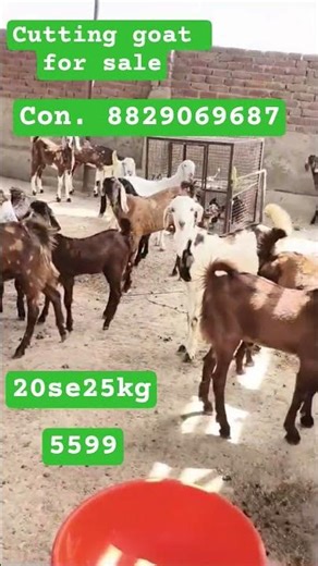 cutting goat for sale #goat #goated #karnataka #karlasofiagascon
