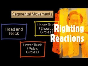 Understanding Righting Reactions Mechanisms
