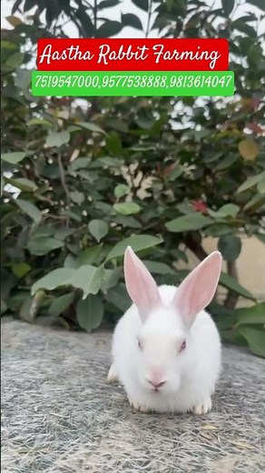 Rabbit breed in india