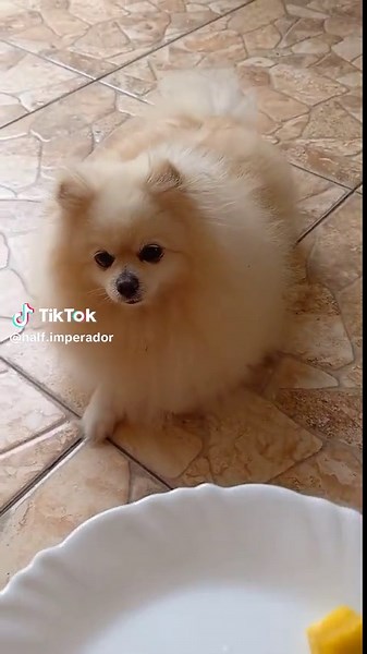 Cão Pode Comer Manga? Dicas Importantes para Pet Lovers