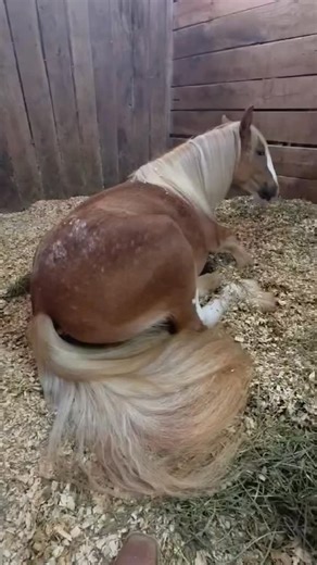Our sweet yearling, FLF King of Burning Love (McSteamy) resting at the show. This is the temperament we love! 😍❤️‍🔥 thank you @kdperformancehorses_ for loving our babies and for the video! #horse #horses #horsesofinstagram #gypsy #footloosefarm | Footloose Farm
