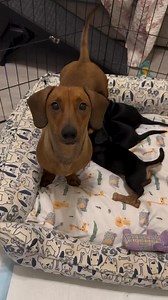 Hannah and her 5 week old puppies #dachshund #adopt don’t shop. Dachshundrescueoflosangeles.Com/adoption-application | Dachshund Rescue of Los Angeles