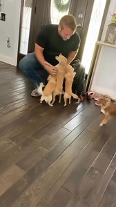 My dogs get so excited every time they see their daddy! #Adorable #chihuahua #happydog #petlovers #chihuahualove #doglife #PetLife #happydogs #funny #petcare #fyp | The chihuahua family