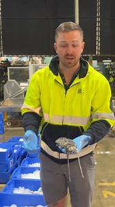 25K views · 276 reactions | One of our spring faves! Here's Cuttlefish. | Sydney Fish Market | Facebook