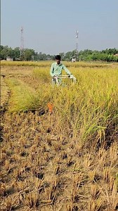 🌾 Super Fast Rice Cutting With Powerful Reaper Machine 🚜