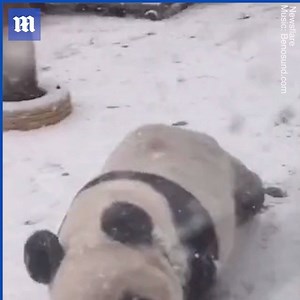 There’s nothing cuter than a panda playing in the snow! 😍🐼 | Daily Mail Video