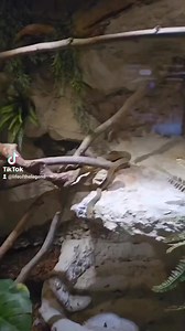 6.8K views · 91 reactions | #enclosure #moreliaamethistina #amethystpython #reptilekeeper #amazing #terrariumbau #reptilesoftiktok #tiktok #tiktokgermany #python #snake #tooltime #work #exoticpets #wow #terrarium #viral #viraltiktok #foryou #4u #schlange #kiss #love #foryoupage #passion #exotic #fy #fypシ #fypage | Fabians Reptilienraum | Facebook