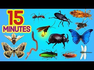 15 Minutes SIMPLE ENGLISH Insect Names