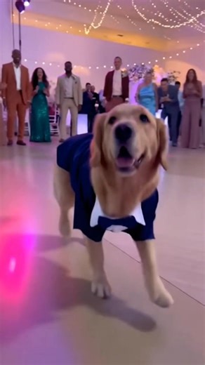 When the real star of the wedding arrives 💃🐾✨ . . . #FunnyReel #WeddingDog #PerroEnBoda #ReelDivertido #DogLover #ViralReel #CuteAnimals #ReelViral #GoldenRetriever #PartyMood #goldenretrieverpuppy | Cortolabs