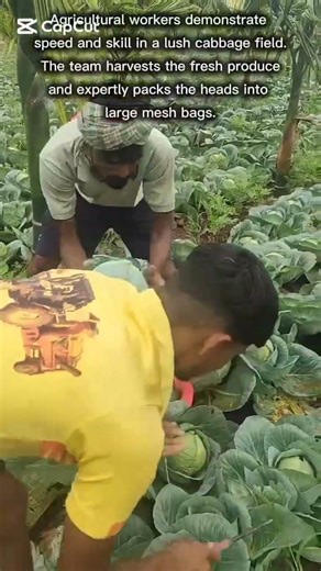 Efficient Cabbage Harvesting and Packing