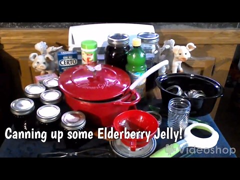 ~Canning Elderberry Jelly (Sure Jell Way!)~