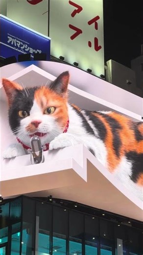 Tokyo Japan Street Life 2025 🇯🇵 | Shibuya Scenes, 3D Cat, Cosplay & City Vibes 東京ストリート #6