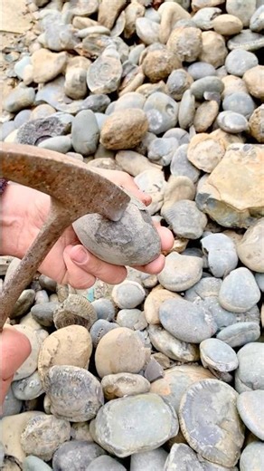 We hunted for Fossils and Iron Pyrite on a remote beach! We were lucky enough to find some specimens