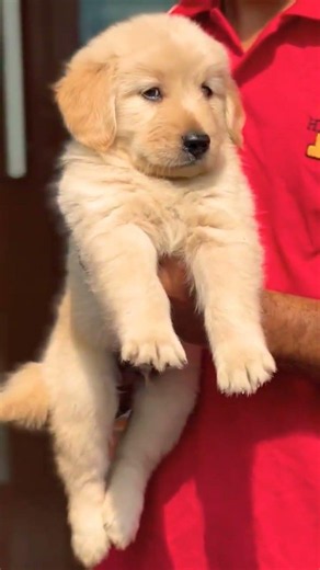 Golden Retriever Puppy Available 🐾 Healthy, Playful & Trained |Contact 8810623046 #animallovers