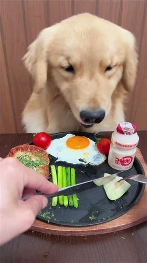 Relaxing Dog ASMR | Crunchy Food Eating Sound by a Cute Puppy