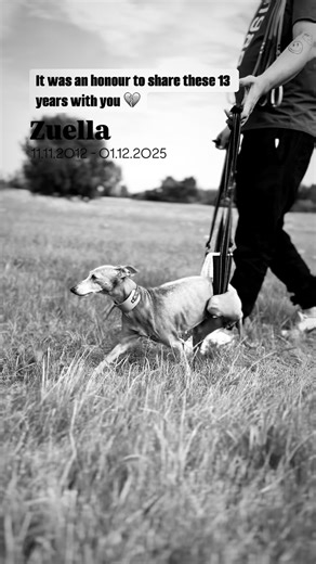 Agata Szadkowska on Instagram: "Our last moments together 💔 Love you forever 🪽 #charcikwłoski #charcikiwloskie #charty #italiangreyhoundsofinstagram #iggiesoftheworld #piccololevrieroitaliano #zyciezpsem #ilovemydog #imissmydog #zuella #piesek #pieseł #dozobaczenia"