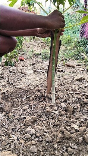 how to papita plant reporting 🪴🪴👍 #gardening #plant #papita plant