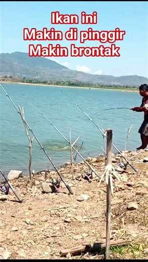 ikan ini mkin di pinggir makin brontak...
