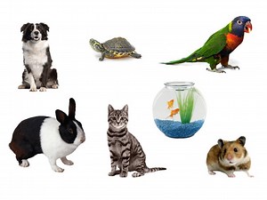 House Pets Identification