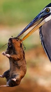 43K views · 796 reactions | #amazinganimals #nature #frogfish #fish #interestingvideos #longervideos #educational #documentary #wildlife #ocean #oceananimals #animals #wildanimals | The Earth | Facebook