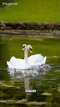 The Next Pandemic? Scientists Sound Alarm on H5N1 Mutations. #H5N1 #BirdFlu #VirusOutbreak #pandemic