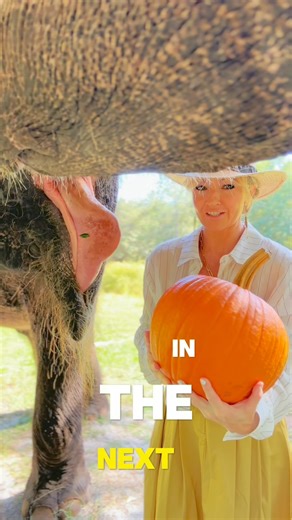 26K views · 6.2K reactions | It’s pumpkin time!!! But will she bite it open, or step on it ??? #Elephant #Elephant #Animal #Pumpkin #PumpkinSpiceLatte | The Walking Elephant | Facebook