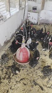 Mottled Japanese bantam in a heavy feather molt in July. #japanesechickenbreed #cacklehatchery #chickenbreeds #chickenbreeding #chickenbreeder | Cackle Hatchery