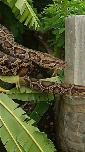 A large, long python coiled in a banana tree looking for prey.