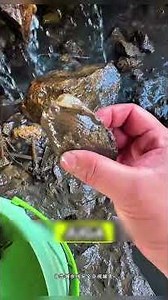 I drained the water pit and you won't believe what I found inside! 😱🦀🦐