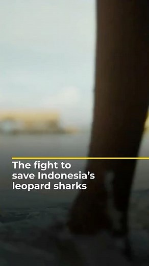 The fight to save Indonesia’s leopard sharks | 101 East #shorts