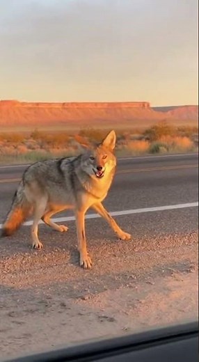 Coyote ATTACKS Car!! Scariest Moment Ever Caught on Camera!😱 #coyote #attack #wildlife