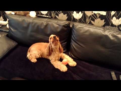 English Cocker Spaniel singing