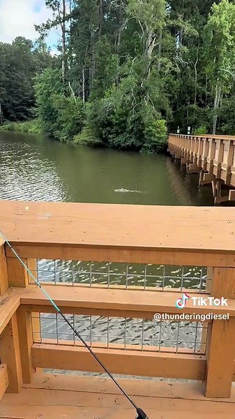 Top water duck fishing lure #fishing #lure #duck #bait #lake | fishing lure