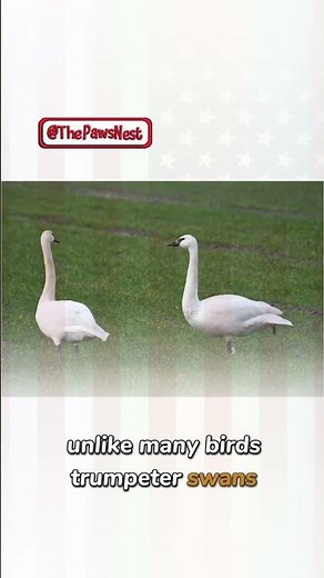 Fascinating Trumpeter Swan Facts That Will Expand Your Knowledge!, 💫