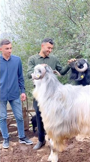 Ne Kurbanlık Yetiştirmiş Maşallah 🐐#short