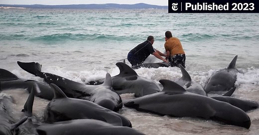The Whales Gathered in a Heart Shape. Experts Feared What Would Come Next.