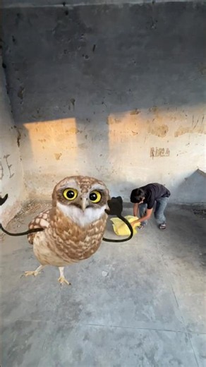 Owl Dance Eagle Ko Da Diya Part 2 😱‹ #trendingshorts #youtubeshorts #shortsfeed #cutebaby #reels