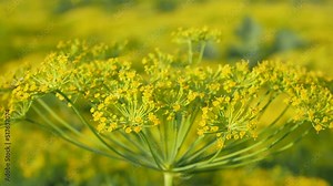 Dill flower in the garden. Growing herbs and spices