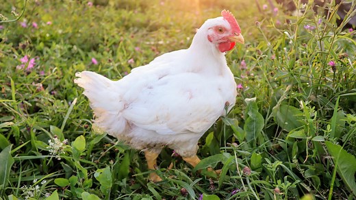 About Pasture Raised Chicken | Wrong Direction Farm