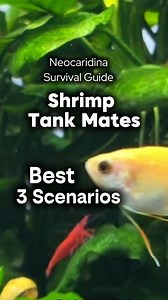 In this video, I’m breaking down the 3 Best Scenarios of shrimp tank mates👌 for a peaceful and productive tank. ​Watch until the end to see which one fits your setup perfectly! #shrimphatchery #ShrimpTank #aquariumlife #ShrimpBreeding #neocaridinashrimp #shrimpkeeping #fishtank #AquariumHobby #shrimpbreeding #shrimphobby #aquarium #freshwatershrimp | Shrimp Hatchery