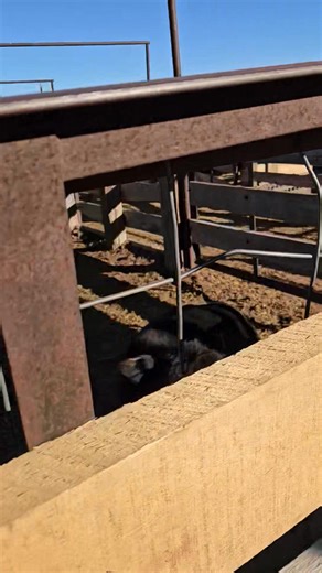 2.4K views · 46 reactions | More cattle for tomorrow's sale. | Sun Valley Livestock Auction | Facebook