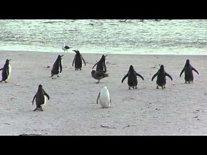 Angry penguin chases after skua