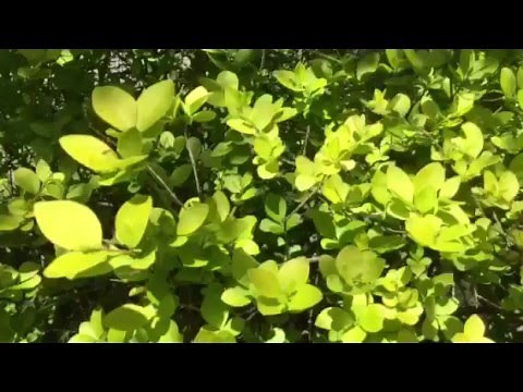 Ligustrum Vicaryl Golden Privet Shrub #lowmaintenance