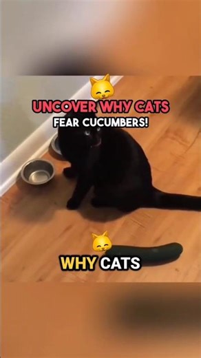 Why Are Cats Scared of Cucumbers? The Real Reason 🥒#CatFacts #CatBehavior #PetTips