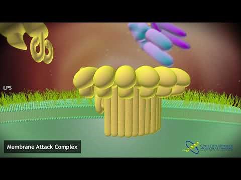 Assembly of the Membrane Attack Complex