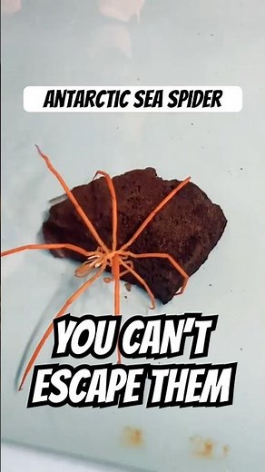You Thought You Were Safe in the Ocean From Spiders? Think Again 🌊