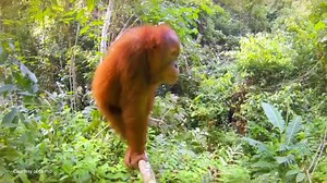 3.3K views · 93 reactions | See how Perth Zoo is saving wildlife. | Perth Zoo | Facebook