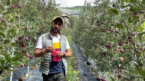 66K views · 5.6K reactions | Fruit Quality Difference between Rootstock and Seedling  | AVO Fruit Tree Nursery | Facebook